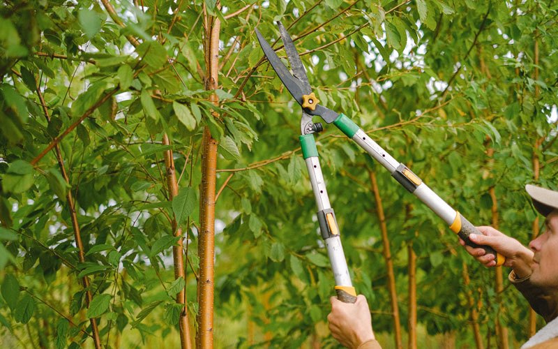 Tree trimming in Fredericktown, MO